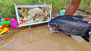 Fishing for ornamental fish in ponds, koi fish, catfish, big fish, betta fish, turtles, pomfret