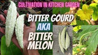 Bitter gourd cultivation in the kitchen garden | Organic farming | Bitter melon harvesting