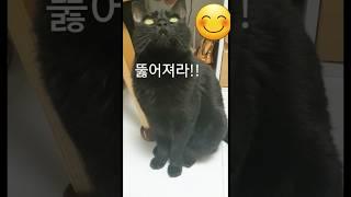 뚫어져라 보는 까무#고양이