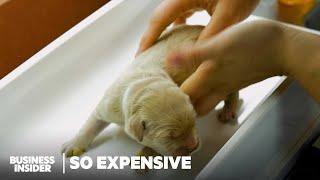 Why Puppies Bred And Trained To Be Seeing Eye Dogs Are So Expensive | So Expensive