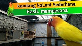 Belajar Ternak Lovebird koLoni - kandang ternak umbaran lovebird