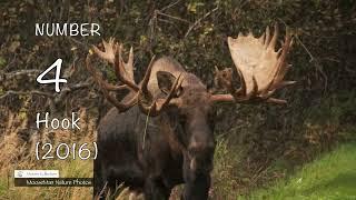 Libby's Top Five Moose Part 1 | MooseMan Nature Photos Video