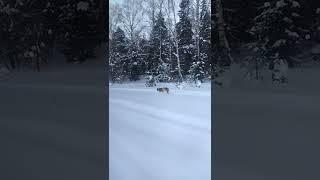 Ренат