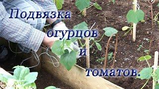 подвязка огурцов и томатов