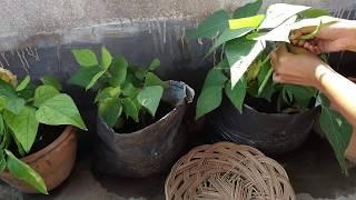 Harvesting organic summer vegetabls from rooftop terrace garden