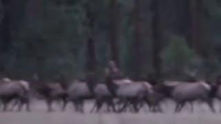 Bigfoot filmed at Elk Hunt in Alberta ENHANCED VERSION Sasquatch, Yeti, Bigfoot Encounter