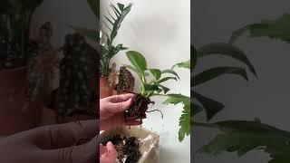 Зачем пересаживать растения после покупки? Одна из причин 🪴 #растения #пересадка #филодендрон