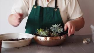 Planting Succulents | Houseplants | Garden Ideas