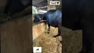 Topali #jafarabadibuffalo #animalshorts #animalfarming #dariyfarm #farming