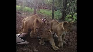 Cubs of the Pride   Детеныши гордости
