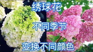 圆锥绣球，季节不同，变换不同颜色。【莎拉养花】