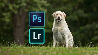 Editing a White Dog in Green Grass in Lightroom and Photoshop