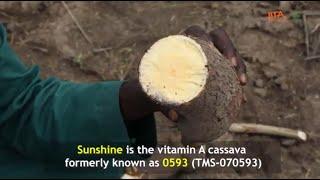 Cassava varieties - Cassava Matters  Episode 9