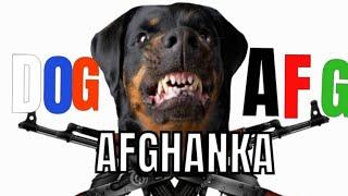 Afghanka DOG AFG - The Dog Is Back PROD BY. Dj Pain1 Album Song My Name Is Afghanka