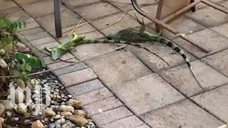 Cold, stunned iguanas are falling from trees in Florida | The Washington Post