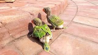 Indian ringneck chicks natural sound | Green  Parrot chicks voice and Alexandrine baby