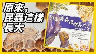 【 米米老師說故事 】EP1 原來，昆蟲這樣長大嗨！我是蜜蜂｜兒童故事｜兒童睡前故事｜幼兒繪本｜說故事