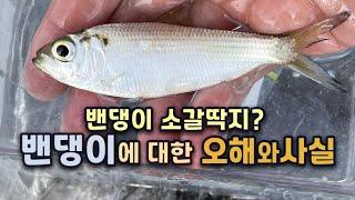 [2분 상식] 밴댕이는 억울하다. 성질이 급해 잡히자마자 죽는다니. 디포리와는 어떤 관계? 밴댕이회는 정말 밴댕이가 맞아? 밴댕이 소갈딱지, 소갈머리는 무슨 뜻?