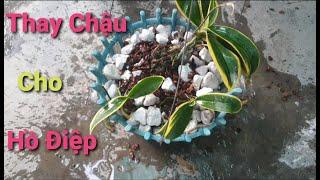 Chuyển chậu mới cho lan hồ điệp | phong lan đẹp tv