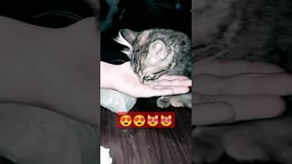 Cute cat kitten licking milk from my hand 2025, kitten meow #cat #kitten ,