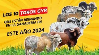 LOS 10 TOROS GYR QUE ESTÁN REINANDO EN LA GANADERÍA - 2024