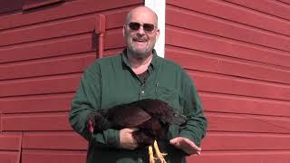 All About Rhode Island Red Chickens with Don Nelson