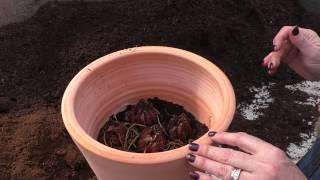 How-to: Plant Lily Bulbs