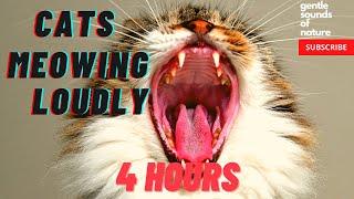 Cats Meowing Loudly (4 hours)