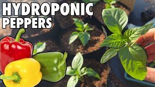 How To Grow Hydroponic Peppers: Low Maintenance Wicking Bag System