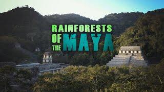 Rainforests of the Maya