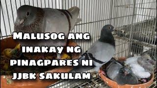 MALUSOG ANG INAKAY NA PINAGPARES NI JJBK SAKULAM |Reggie Cruz Loft & Aviary #reggiecruzloftandaviary