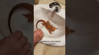 Угадаете что это за ТЦ?  #агама