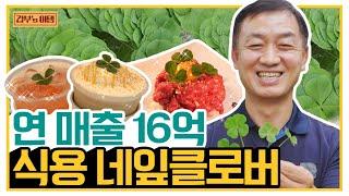 [갑부's 아템] 네잎클로버로 떼돈 벌 수 있는 거였어..? '식용' 네잎클로버로 대박 친 농부 | 서민갑부 351 회