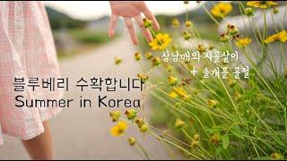 What to do in Korea?🫐Blueberry farm story | Children playing in the countryside | Beautiful Korea