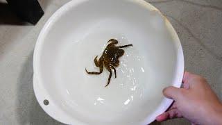 コイツ、本気でデカくする！