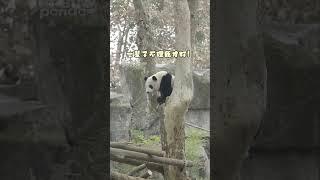 熊熊这么可爱！The panda is so adorable!" #panda #熊猫 #shorts 【欢迎订阅MIGU Panda官方频道】