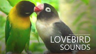 Lovebird's Sounds - Agapornis Personatus - Green and Black Personata