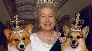 Будут ли корги участвовать в похоронах королевы Елизаветы II. #королевские #похороны