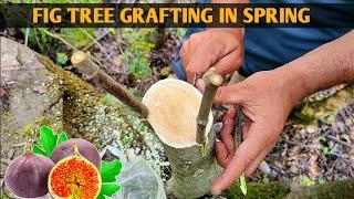Best techniques for Grafting fig tree | Fig tree grafting in spring