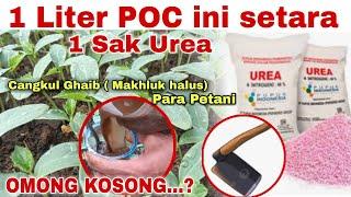 1 LITER POC INI SETARA 1 SAK UREA