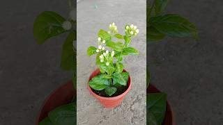 How To Grow Mogra Jasmine Plant From Cuttings #shorts #youtubeshorts #mogra #Viralshorts #jasmine