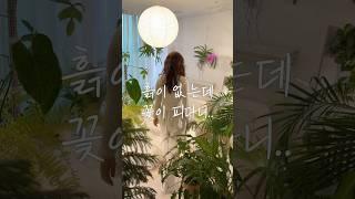 흙이 없는 꽃이 피는 식물이 있다구요 #shorts