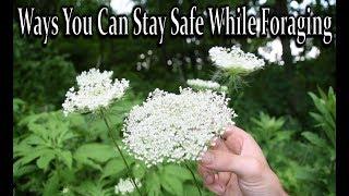 How to Stay Safe While Foraging Wild Edibles and Medicinal Plants