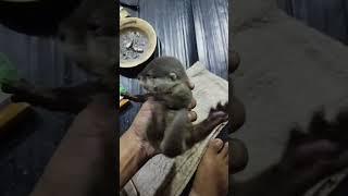 no cat no dog this is baby otter  #shorts #ottervideos #trending #otter #funny #cute #pets #fyp