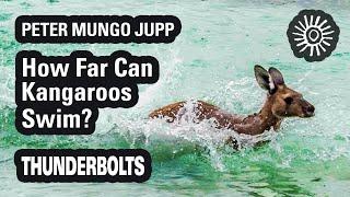 Peter Mungo Jupp: How Far Can Kangaroos Swim? | Thunderbolts