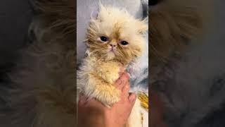 Adorable Queen Wispy #wispy