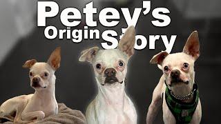 Rescue Dog Origin Story: How Petey Found His Forever Home