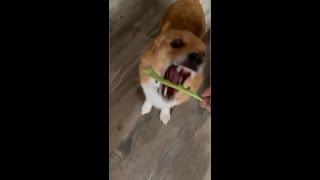 Copper loves his kale.