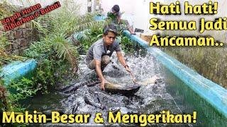 SETENGAH TAHUN GAK DIKURAS! SEMUA IKAN MONSTER MAKIN GANAS DI KOLAM