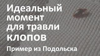 Уничтожение клопов в Подольске и идеальный момент для заказа дезинсекции